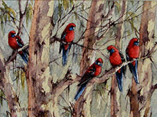 Rosellas and Gums